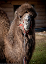 camel camel